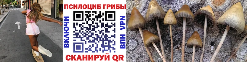 Псилоцибиновые грибы прущие грибы  даркнет сайт  Киселёвск 